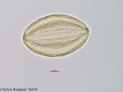 Isoberlinia doka - lame n° 39799