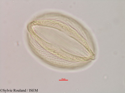 Sylvie.Rouland/Isoberlinia_niembaensis_38437/Isoberlinia_niembaensis_38437_0001(copy)_thumb.jpg