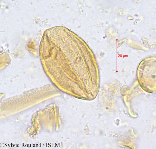 Sylvie.Rouland/Isolona_hexaloba_623/Isolona_hexaloba_623_0001(copy)_thumb.jpg