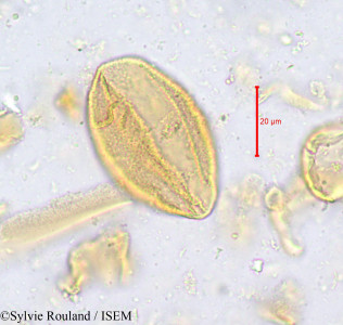 Isolona hexaloba - lame n° 623