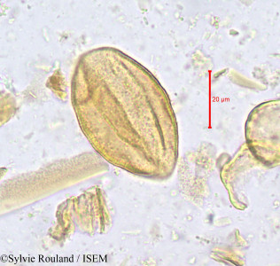 Isolona hexaloba - lame n° 623