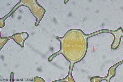 Sylvie.Rouland/Isonandra_candolleana_5475/Isonandra_candolleana_5475_0001(copy)_thumb.jpg