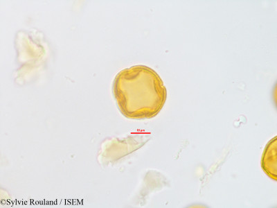 Sylvie.Rouland/Ivodea_sahafariensis_42803/Ivodea_sahafariensis_42803_0001(copy)_thumb.jpg
