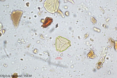 Sylvie.Rouland/Jambosa_vulgaris_5158/Jambosa_vulgaris_5158_0001(copy)_thumb.jpg