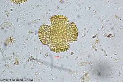 Sylvie.Rouland/Jasminum_auriculatum_5156/Jasminum_auriculatum_5156_0001(copy)_thumb.jpg