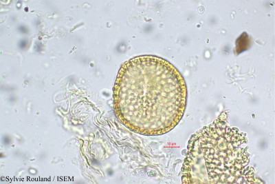 Sylvie.Rouland/Jasminum_brevilobum_5670/Jasminum_brevilobum_5670_0001(copy)_thumb.jpg