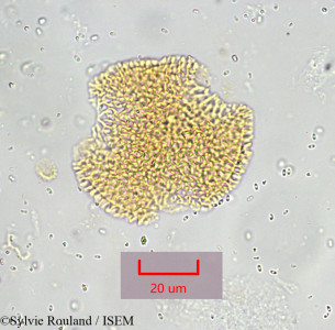 Sylvie.Rouland/Jasminum_humile_1031/Jasminum_humile_1031_0001(copy)_thumb.jpg