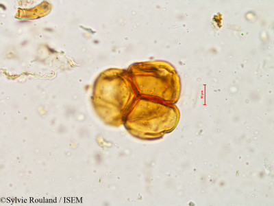Sylvie.Rouland/Jerdonia_indica_4957/Jerdonia_indica_4957_0001(copy)_thumb.jpg