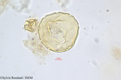 Juglans regia - lame n° 472