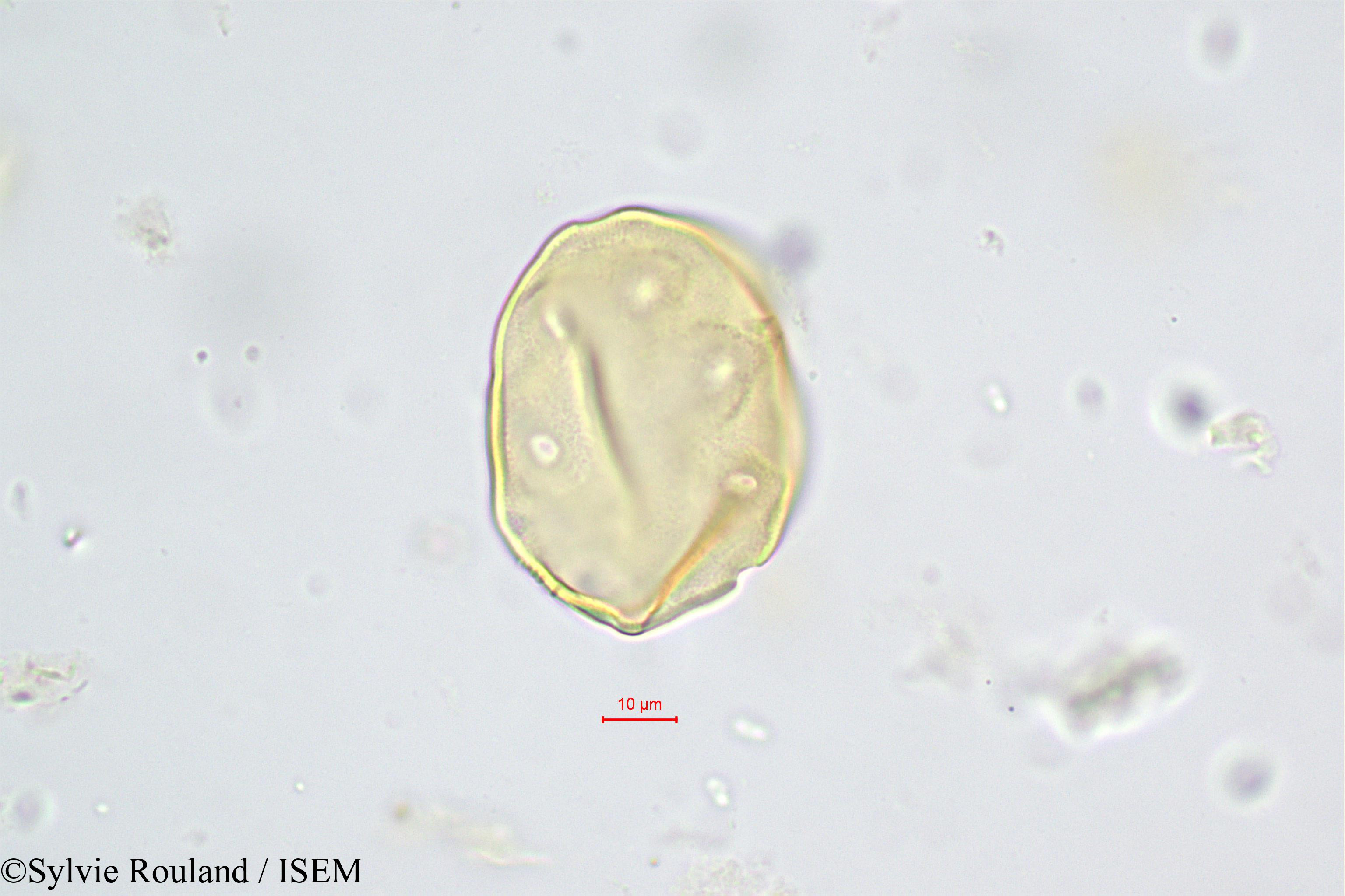 Sylvie.Rouland/Juglans_regia_472/Juglans_regia_472_0003(copy).jpg