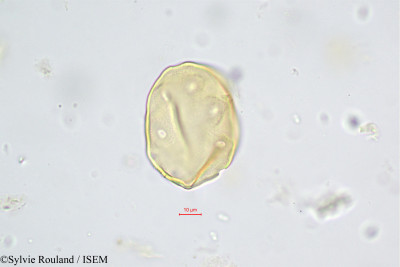 Juglans regia - lame n° 472
