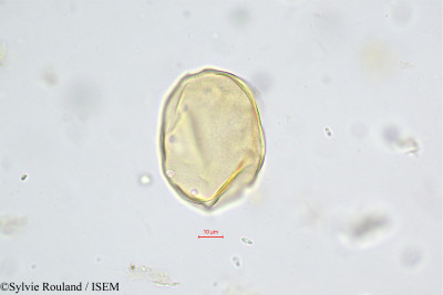 Juglans regia - lame n° 472