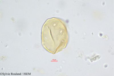 Juglans regia - lame n° 472