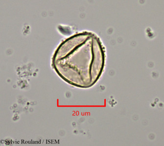 Juniperus oxycedrus - lame n° 47369
