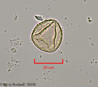 Juniperus oxycedrus - lame n° 47369