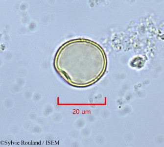 Juniperus oxycedrus - lame n° 47369