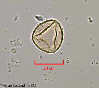 Juniperus oxycedrus - lame n° 47369