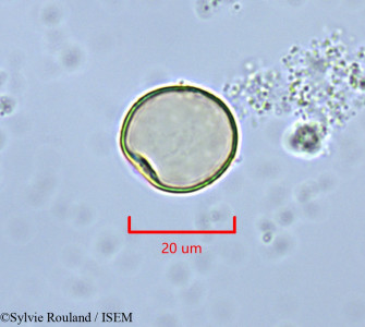 Juniperus oxycedrus - lame n° 47369