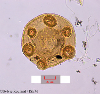 Sylvie.Rouland/Jussiaea_erecta_1539/Jussiaea_erecta_1539_0001(copy)_thumb.jpg