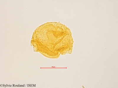 Sylvie.Rouland/Jussiaea_leptocarpa_4845/Jussiaea_leptocarpa_4845_0001(copy)_thumb.jpg