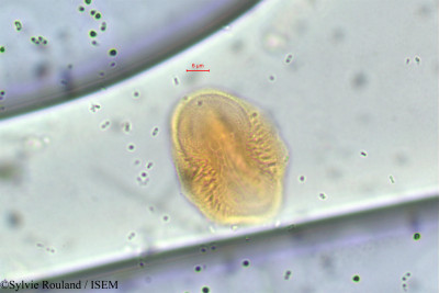 Justicia flava - lame n° 9