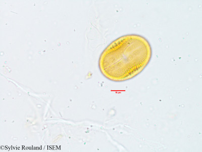 Justicia simplex - lame n° 3814