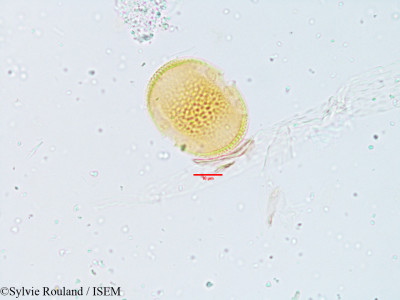 Justicia simplex - lame n° 3814