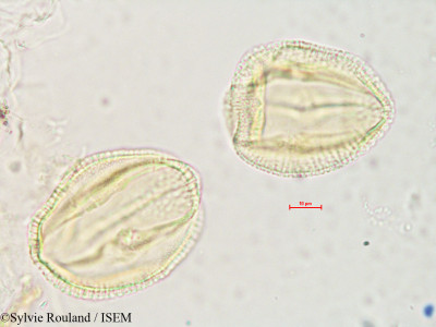 Sylvie.Rouland/Kedrostis_elongata_4894/Kedrostis_elongata_4894_0001(copy)_thumb.jpg