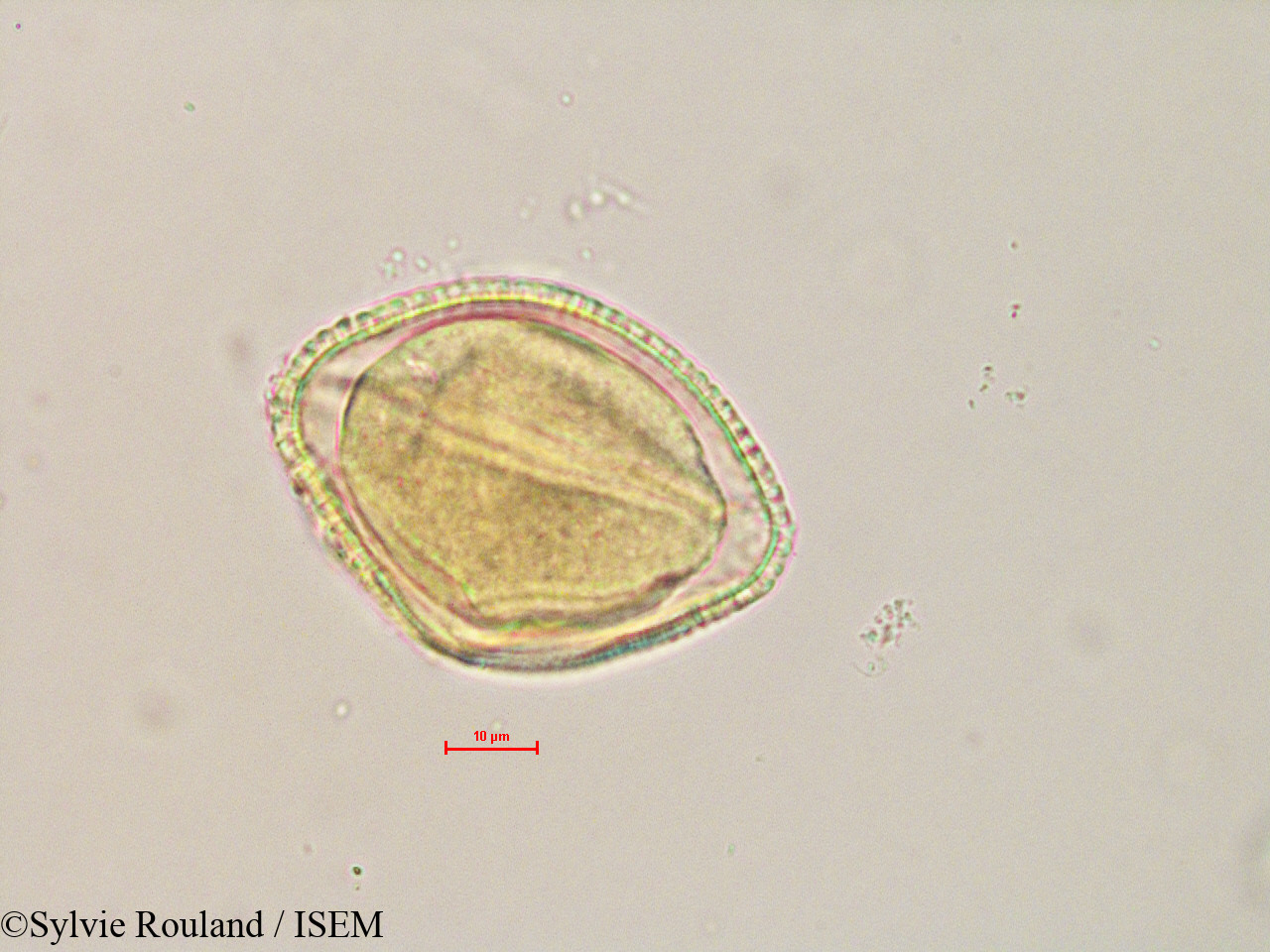 Sylvie.Rouland/Kedrostis_laxa_4888/Kedrostis_laxa_4888_0001(copy).jpg