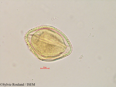 Sylvie.Rouland/Kedrostis_laxa_4888/Kedrostis_laxa_4888_0001(copy)_thumb.jpg