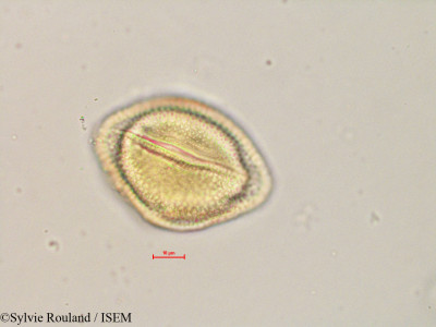 Kedrostis laxa - lame n° 4888
