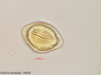 Kedrostis laxa - lame n° 4888