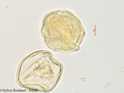 Kedrostis laxa - lame n° 4888