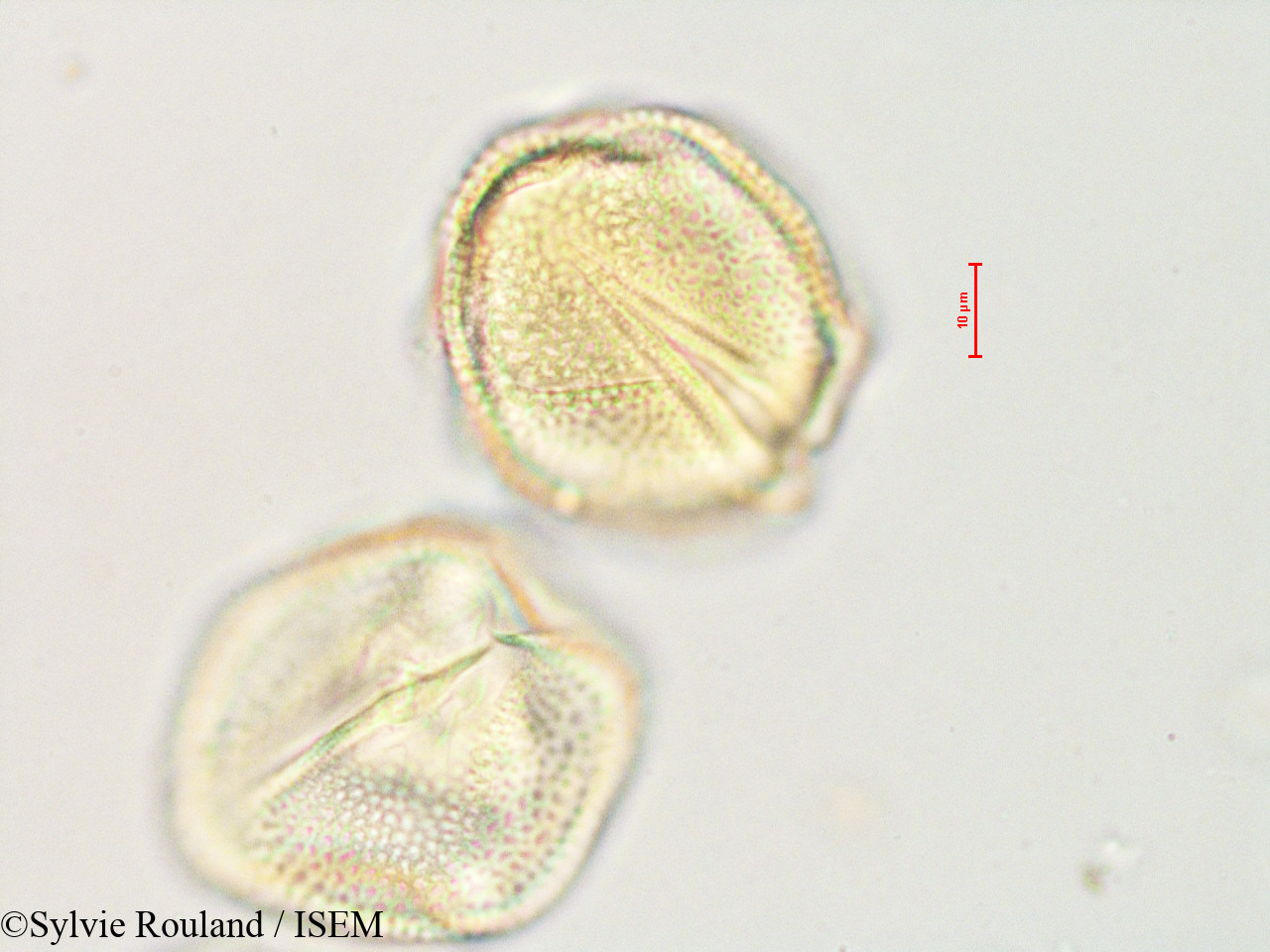 Sylvie.Rouland/Kedrostis_laxa_4888/Kedrostis_laxa_4888_0005(copy).jpg