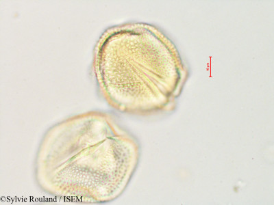 Kedrostis laxa - lame n° 4888