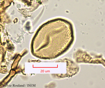 Kniphofia ankaratrensis - lame n° 1260