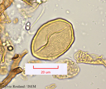 Kniphofia ankaratrensis - lame n° 1260