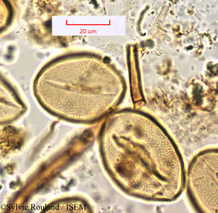 Kniphofia ankaratrensis - lame n° 1260