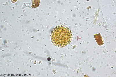 Sylvie.Rouland/Knoxia_corymbosa_5150/Knoxia_corymbosa_5150_0001(copy)_thumb.jpg