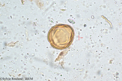 Sylvie.Rouland/Knoxia_heyneana_5085/Knoxia_heyneana_5085_0001(copy)_thumb.jpg