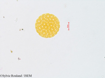 Sylvie.Rouland/Kochia_scoparia_4806/Kochia_scoparia_4806_0001(copy)_thumb.jpg