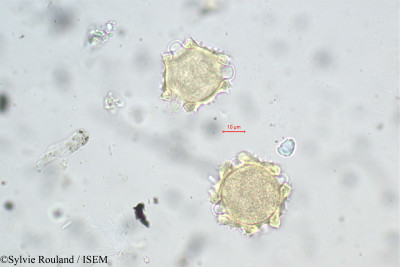 Sylvie.Rouland/Koelpinia_linearis_183/Koelpinia_linearis_183_0001(copy)_thumb.jpg