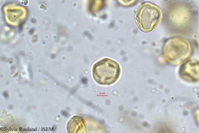 Sylvie.Rouland/Koilodepas_calycinum_5237/Koilodepas_calycinum_5237_0001(copy)_thumb.jpg
