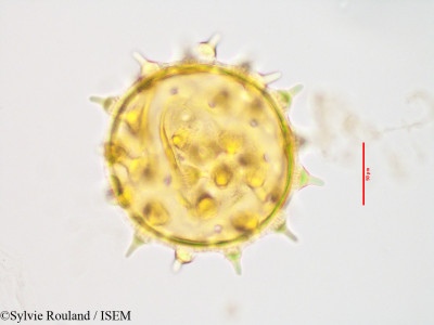 Kosteletzkya reflexiflora - lame n° 3430