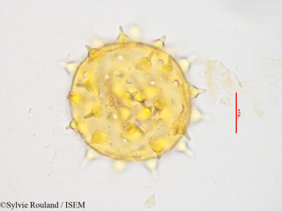 Kosteletzkya reflexiflora - lame n° 3430