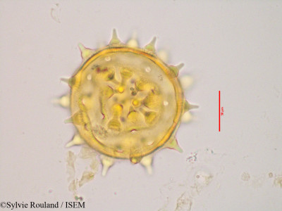 Kosteletzkya reflexiflora - lame n° 3430