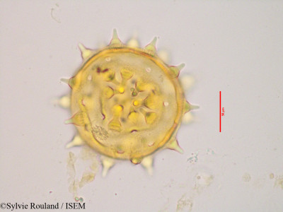 Kosteletzkya reflexiflora - lame n° 3430