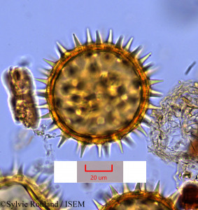 Kosteletzkya velutina - lame n° 1134