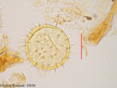 Kosteletzkya velutina - lame n° 3431