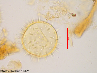 Kosteletzkya velutina - lame n° 3431